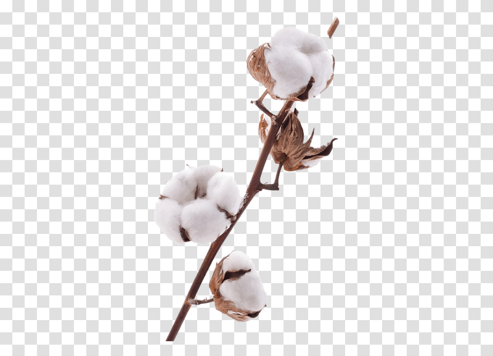 Organic Cotton Images Cotton Flower, Bird, Animal Transparent Png