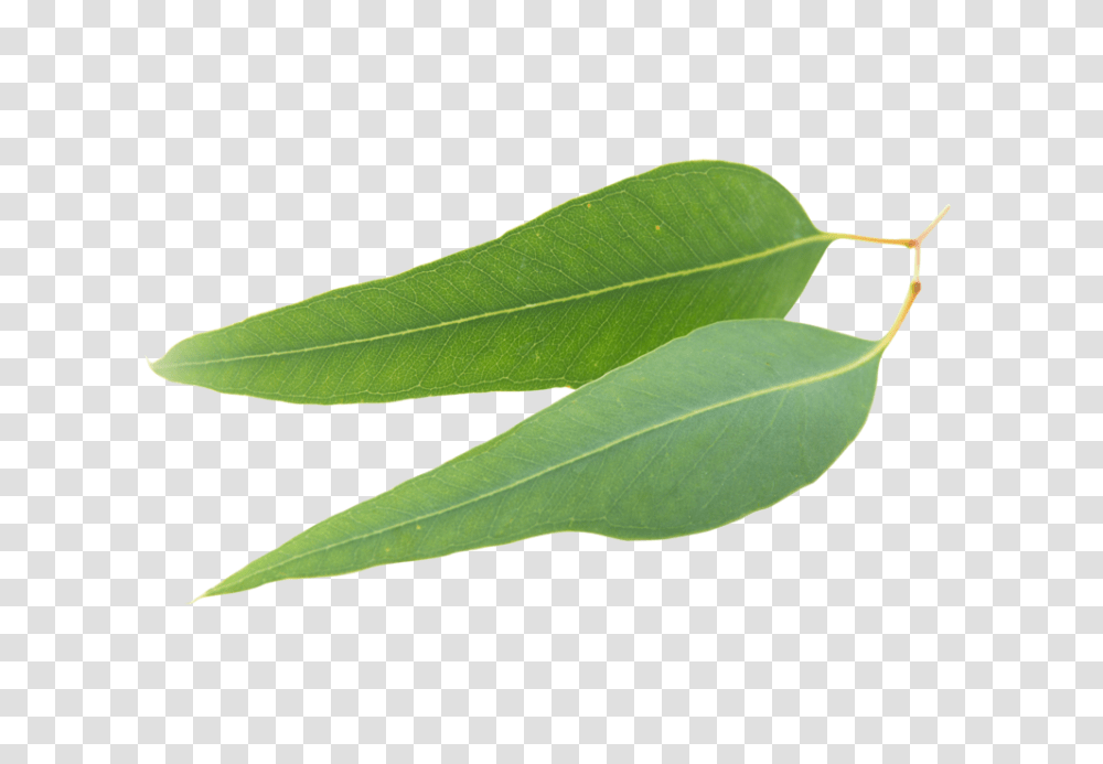 Organic Eucalyptus Oil Clear Revive, Leaf, Plant, Tree, Veins Transparent Png