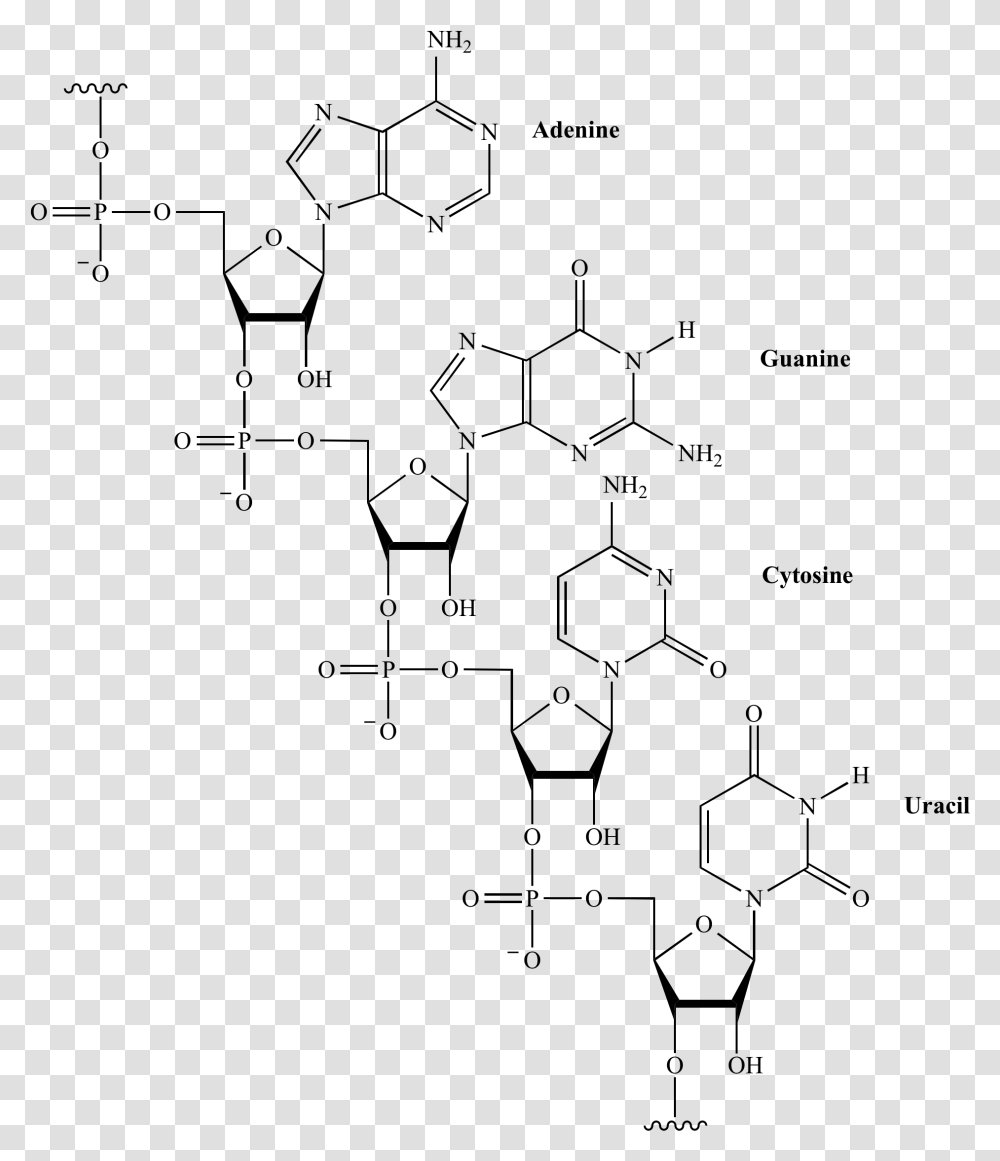 Organic Structure Of Rna, Gray, World Of Warcraft Transparent Png
