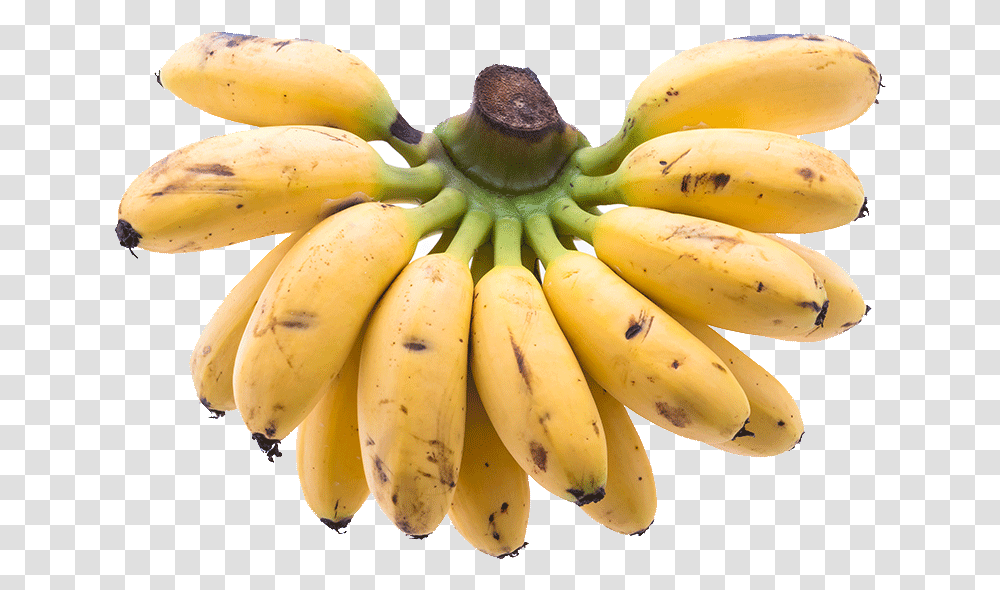 Organic Sweet Baby Bananas Banana Images Hd, Plant, Fruit, Food Transparent Png