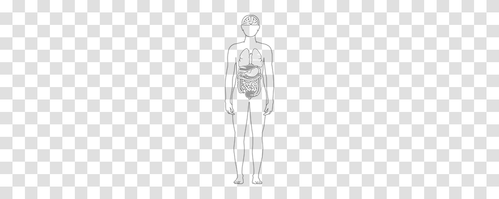Organs Person, Architecture, Building, Drawing Transparent Png
