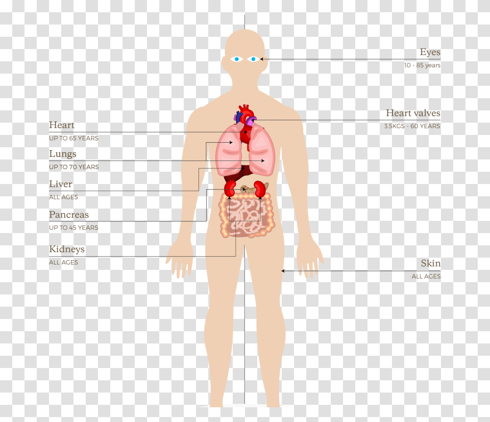 Organs And Tissues That Can Be Donated In New Organs Can Be Donated Uk, Diagram, Plot, Person, Human Transparent Png