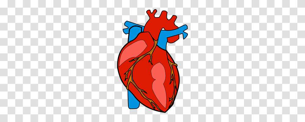 Organs Clipart Actual Heart, Modern Art, Plant, Leisure Activities Transparent Png