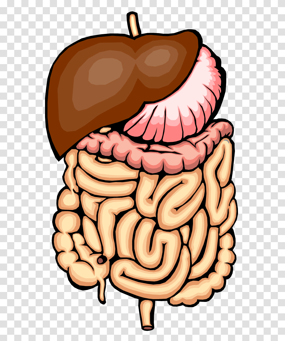 Organs Clipart Intestine, Teeth, Mouth, Birthday Cake, Dessert Transparent Png