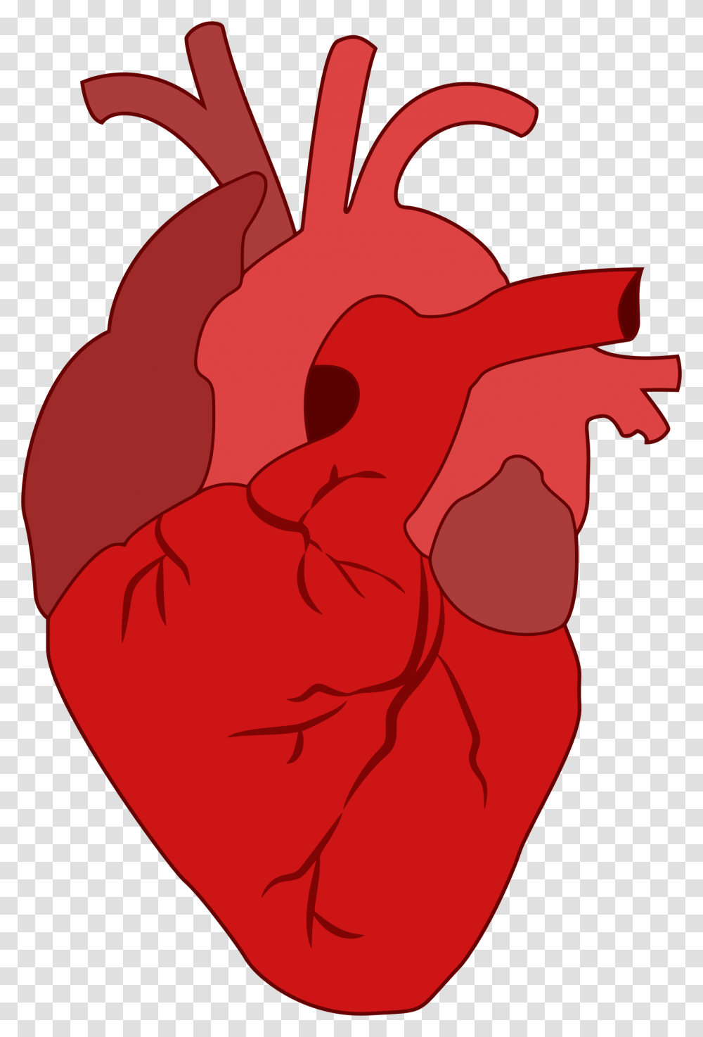 Organs Clipart Realistic Heart, Plant Transparent Png