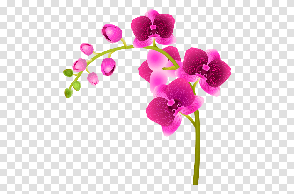 Orhideya Rozovij Cvetok Cveti Flora Orchid Pink Moth Orchid, Plant, Flower, Blossom, Geranium Transparent Png