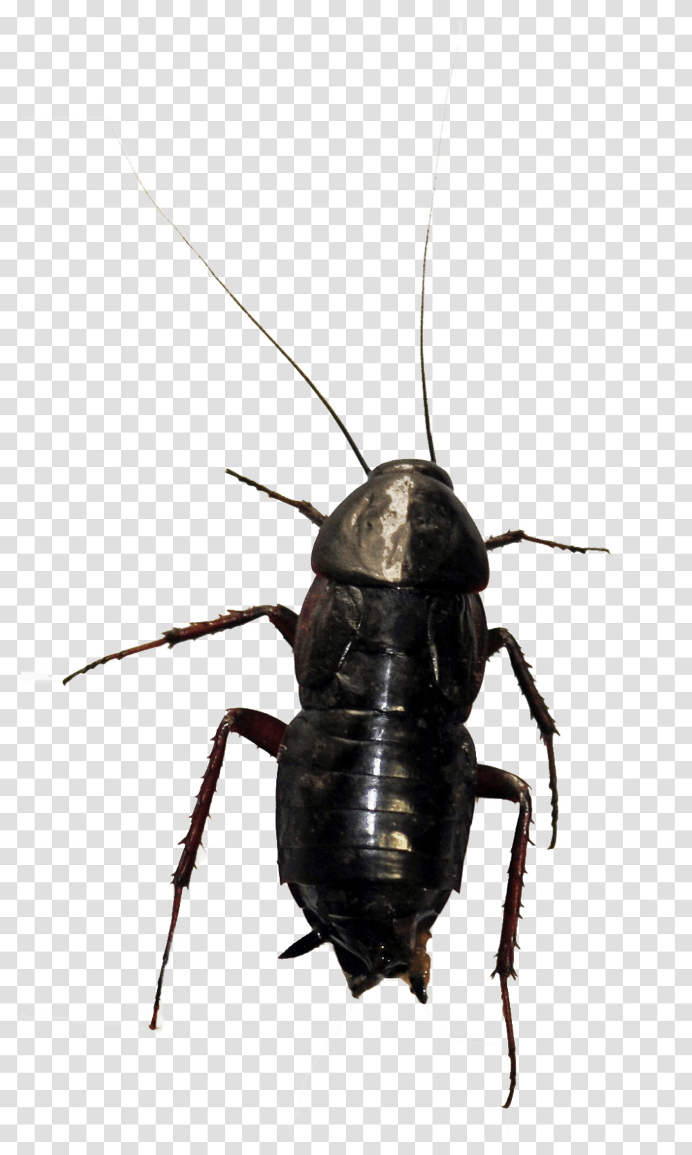 Oriental Cockroach, Insect, Invertebrate, Animal Transparent Png