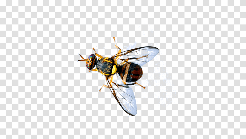 Oriental Fruit Fly Interception In Grabouw Area, Wasp, Bee, Insect, Invertebrate Transparent Png