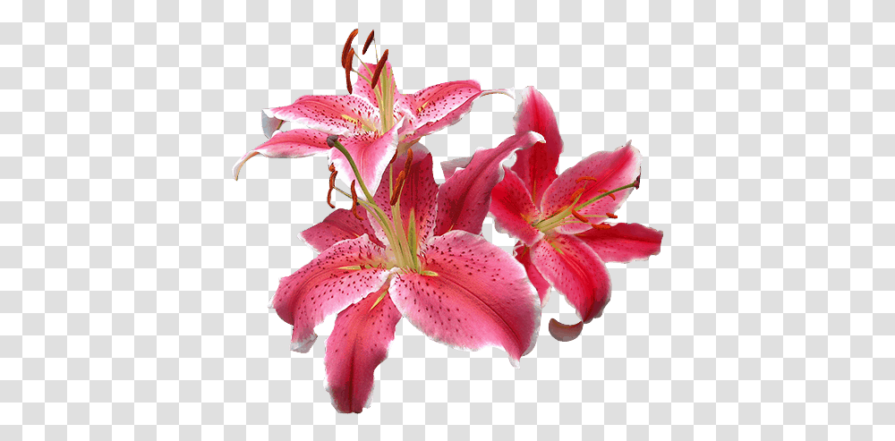Oriental Lilies La Mancha Flowers Direct Lily, Plant, Blossom, Amaryllis, Petal Transparent Png