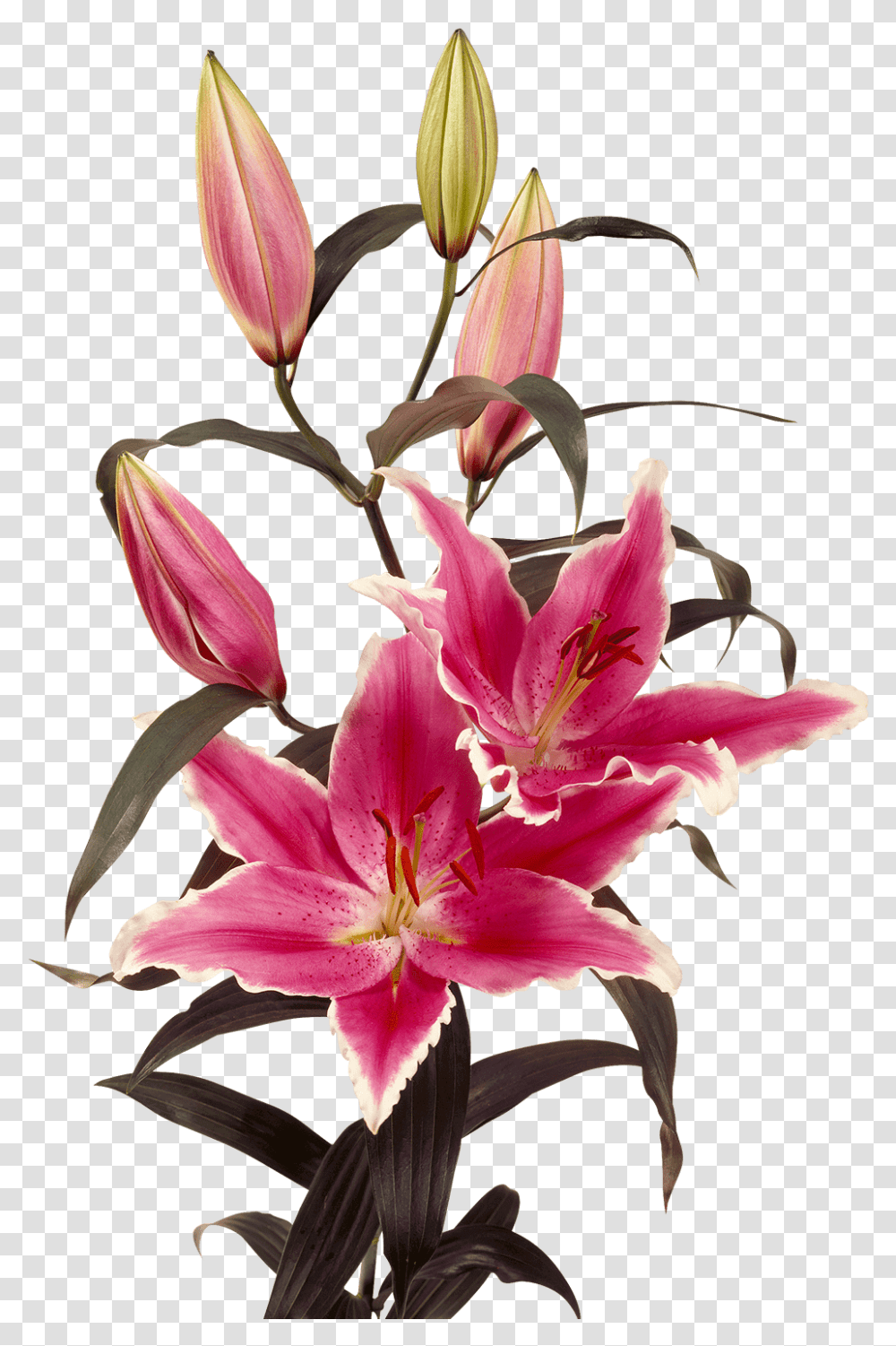 Oriental Lily Oriental Lily Oriental Lily Oriental Lily, Plant, Flower, Blossom, Amaryllis Transparent Png