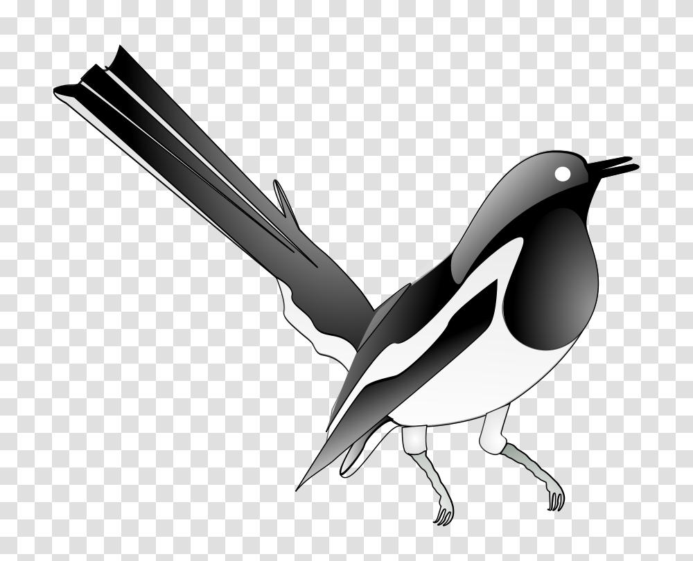 Oriental Magpie Robin Clip Arts For Web, Bird, Animal, Flying Transparent Png