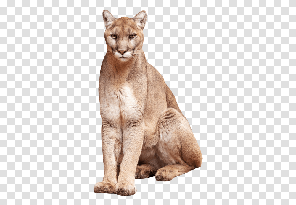Oriental Tabby Cat, Cougar, Wildlife, Mammal, Animal Transparent Png
