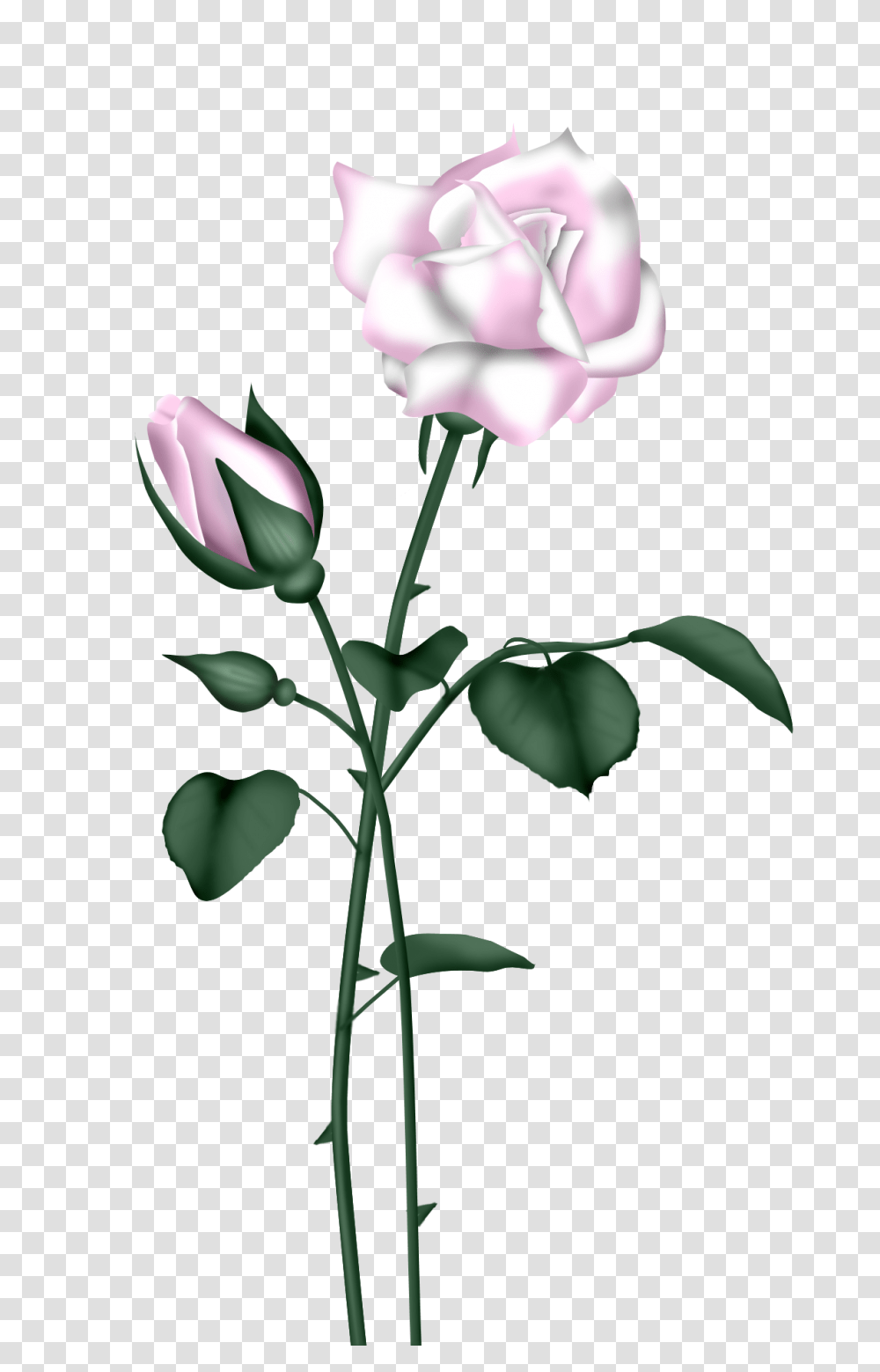 Orig Art Rose, Plant, Flower, Blossom, Acanthaceae Transparent Png