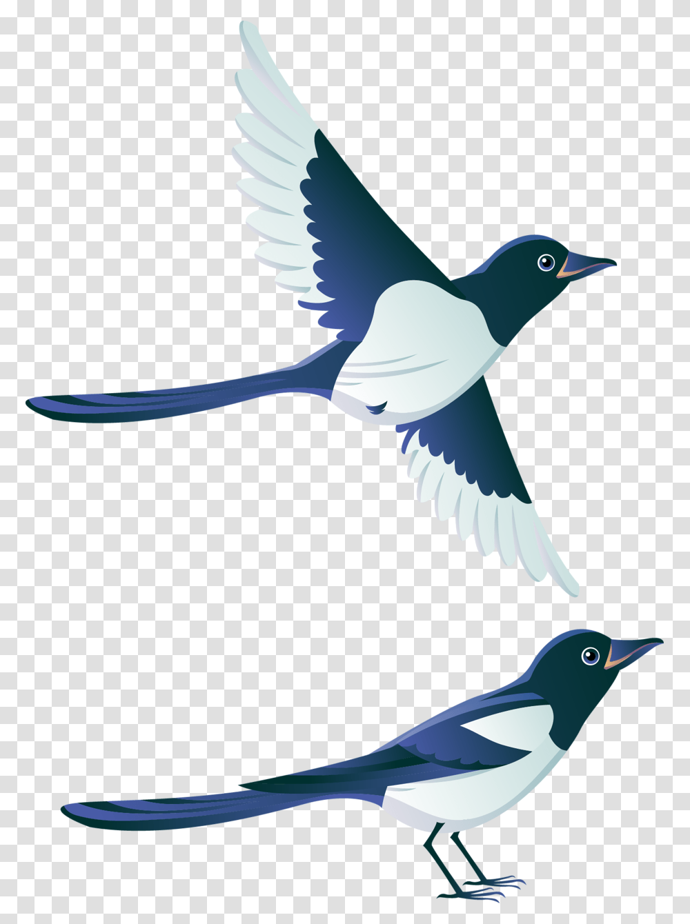 Orig Bird Clip Art Birds, Animal, Jay, Magpie, Blue Jay Transparent Png