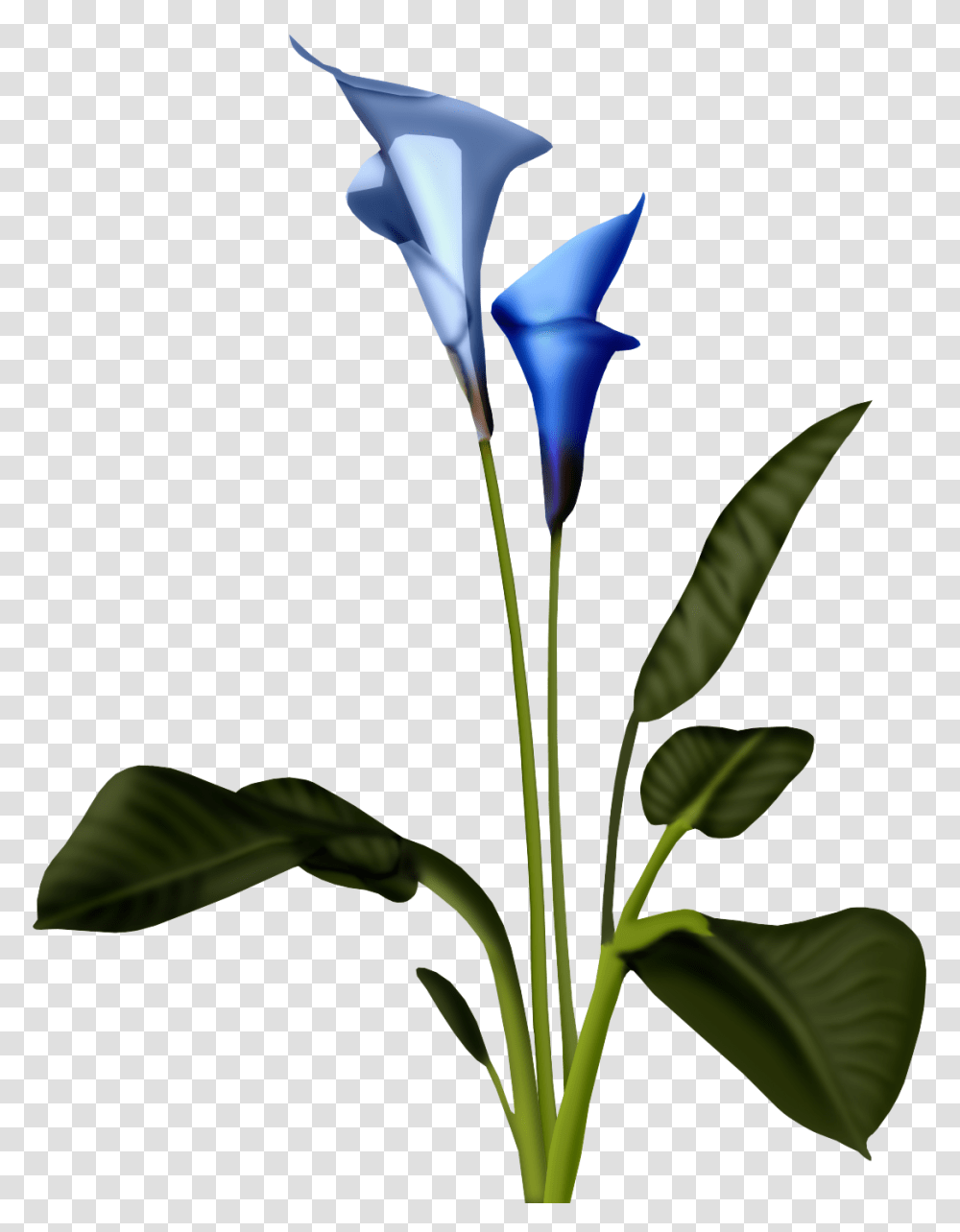 Orig Kwiaty, Plant, Flower, Blossom, Acanthaceae Transparent Png