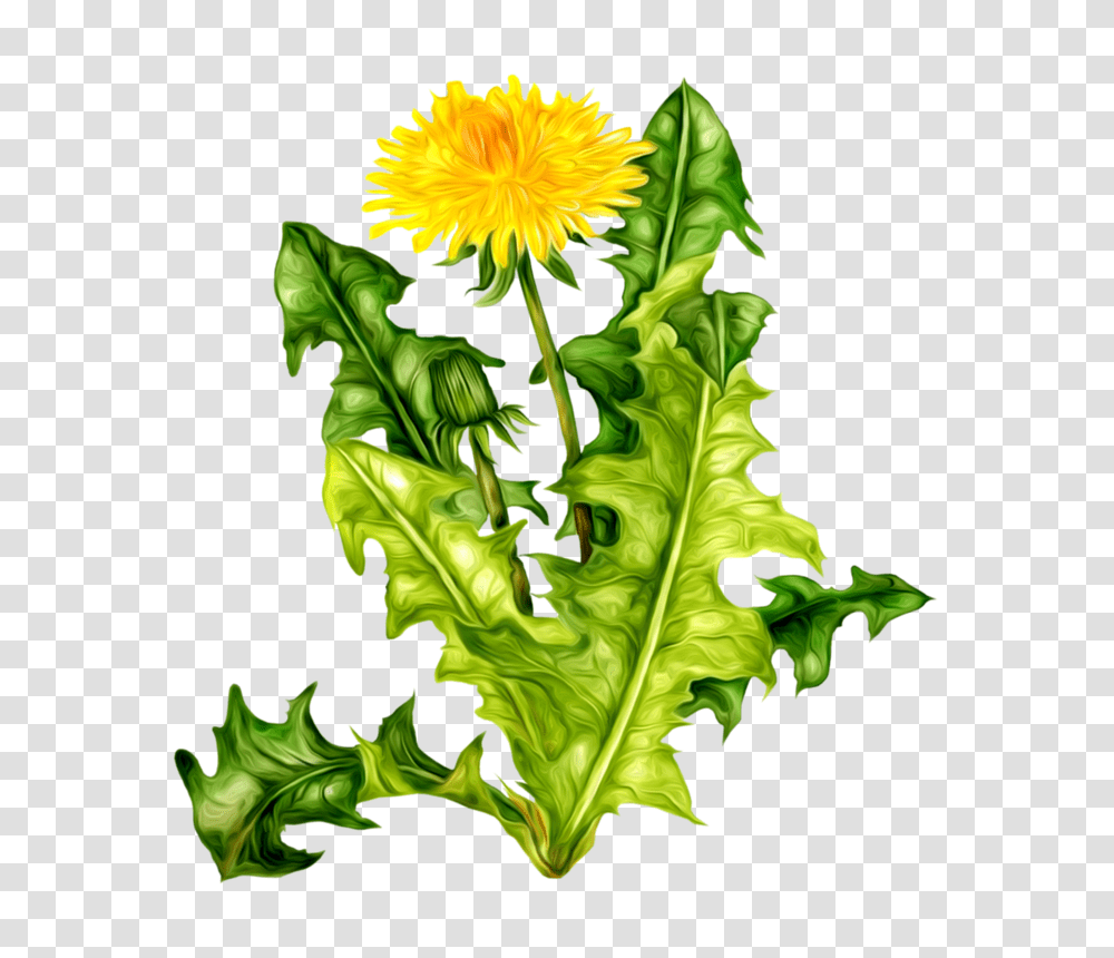 Orig Oduvanchiki Album, Plant, Flower, Blossom, Leaf Transparent Png