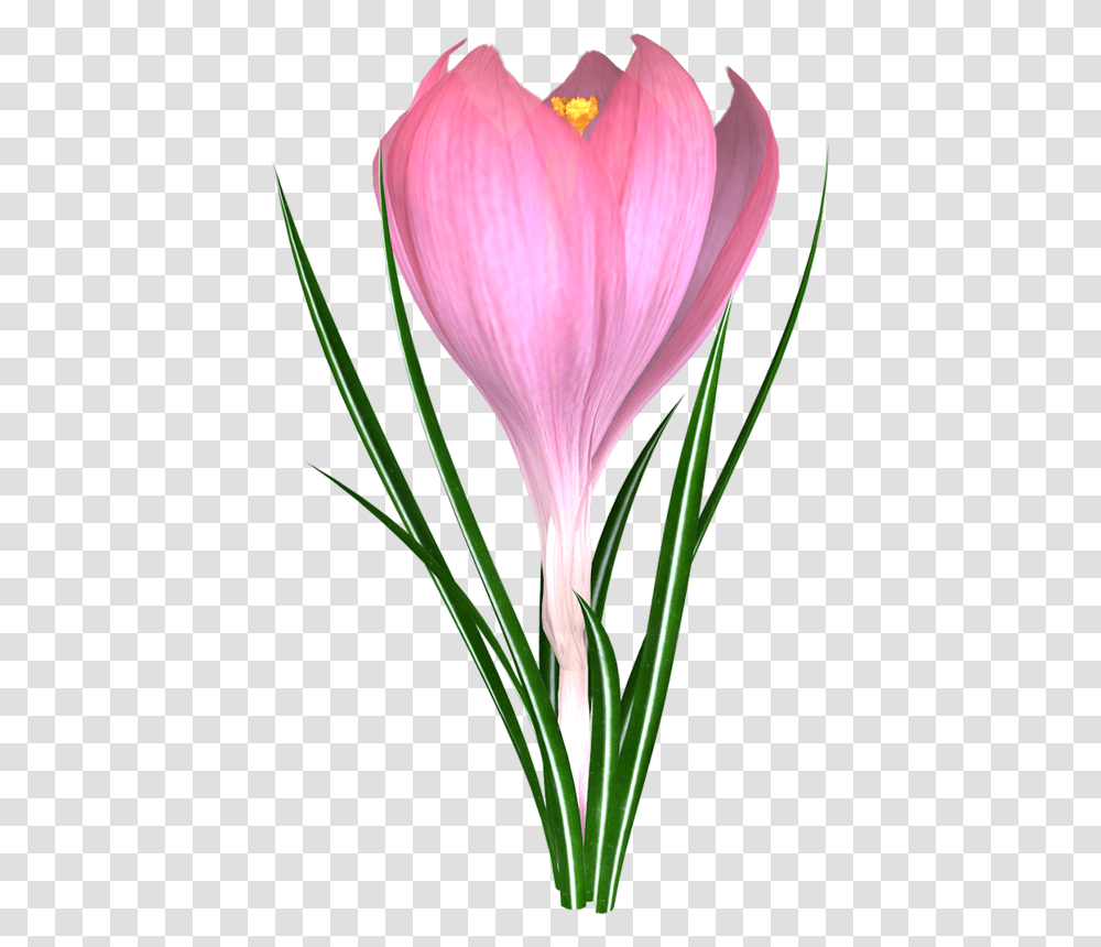 Orig, Plant, Flower, Blossom, Petal Transparent Png