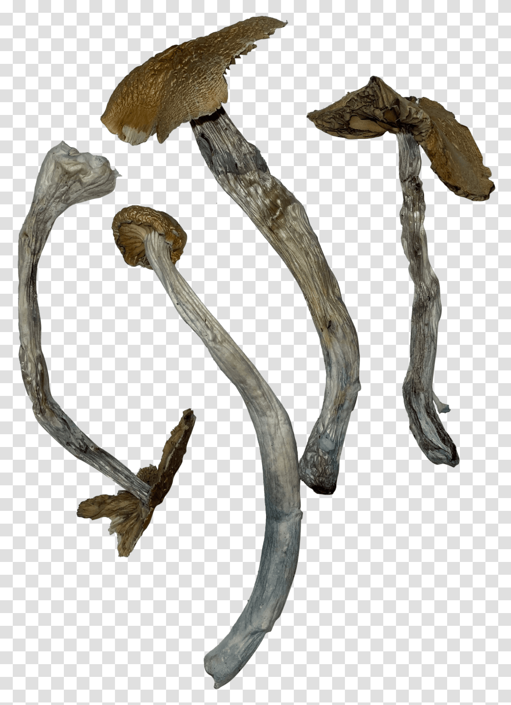 Original A Plus Magic Mushrooms Mushroom, Plant, Fungus, Agaric Transparent Png