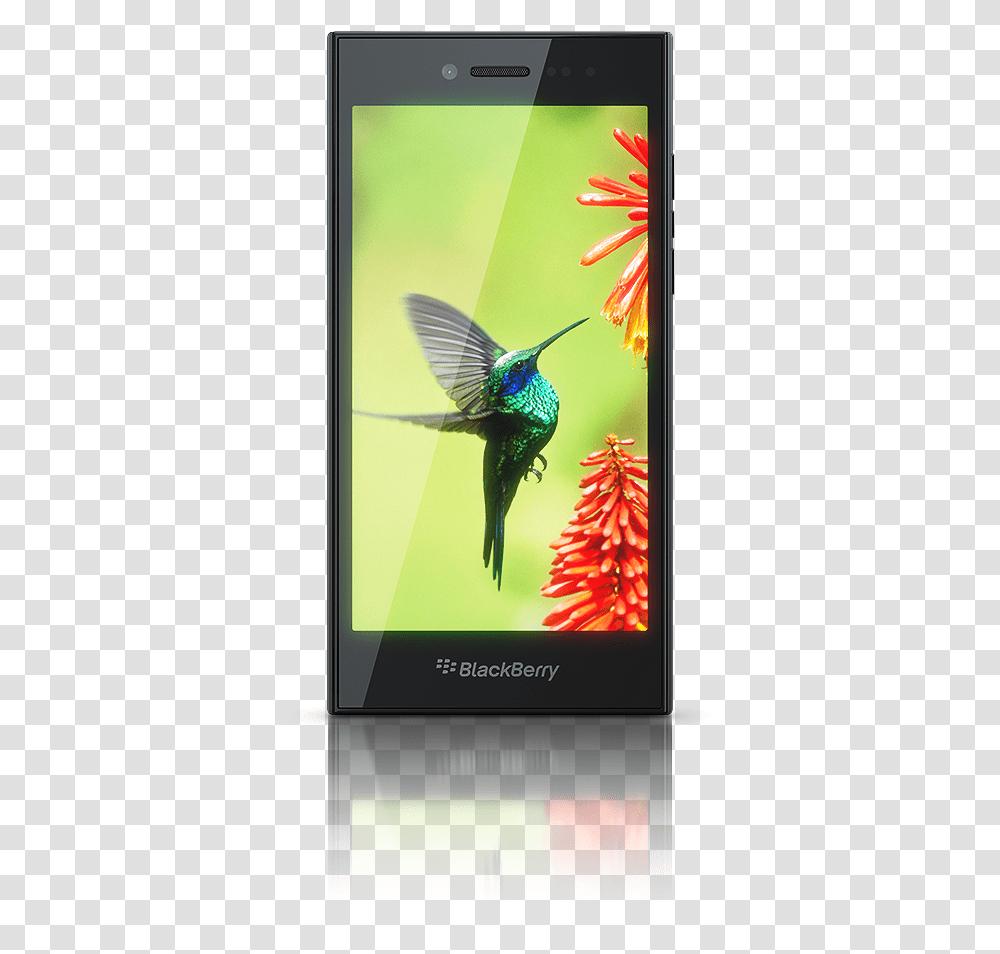 Original Blackberry Mobile Models With Price, Bird, Animal, Hummingbird Transparent Png