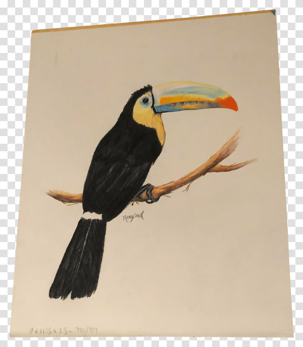 Original Colored Pencil Drawing Of A Toucan By Nancy Smith Toucan Bird Colour Drawing, Animal, Beak, Blackbird, Agelaius Transparent Png