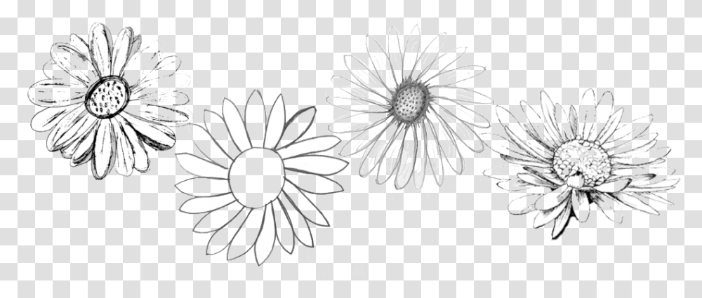Original Daisies Chamomile, Floral Design, Pattern Transparent Png