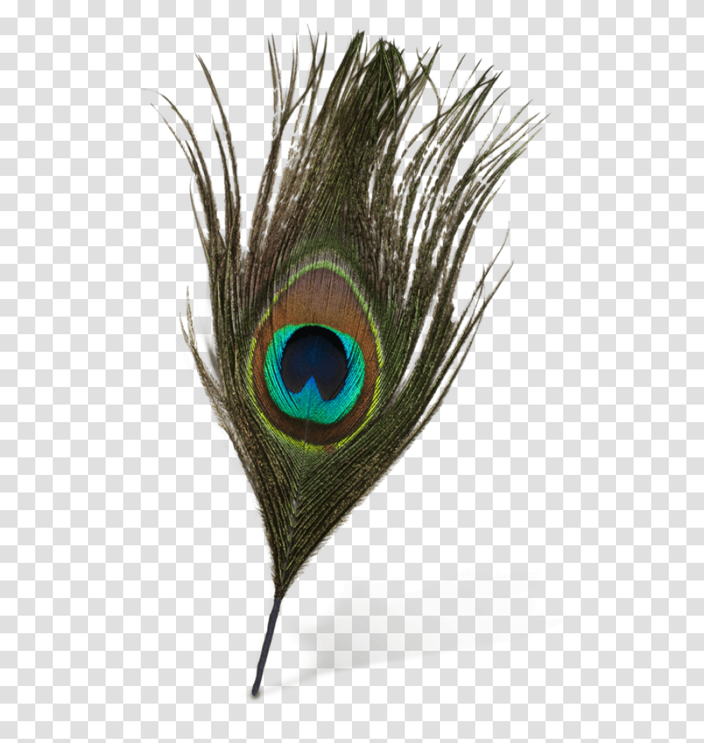 Original Peacock Feather Background Background Peacock Feather, Animal, Bird, Invertebrate, Insect Transparent Png