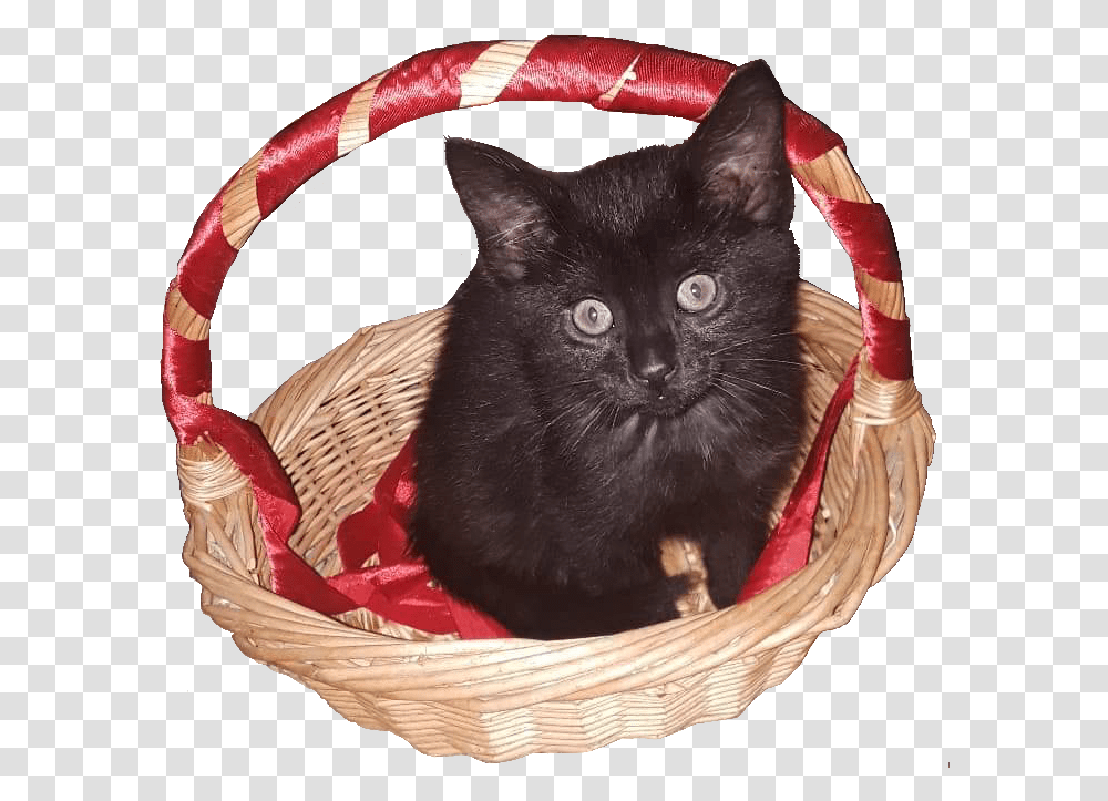 Original Photo By Kitty Shorewood Black Cat, Basket, Pet, Mammal, Animal Transparent Png