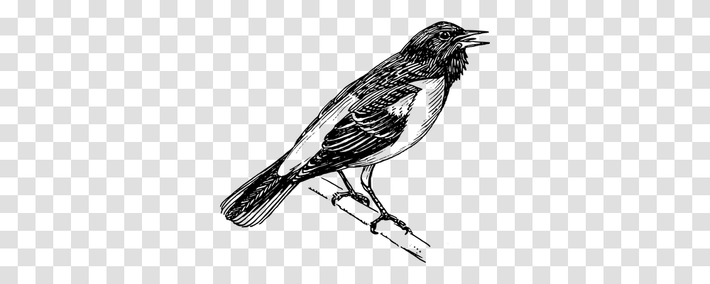 Oriole Animals, Gray, World Of Warcraft Transparent Png