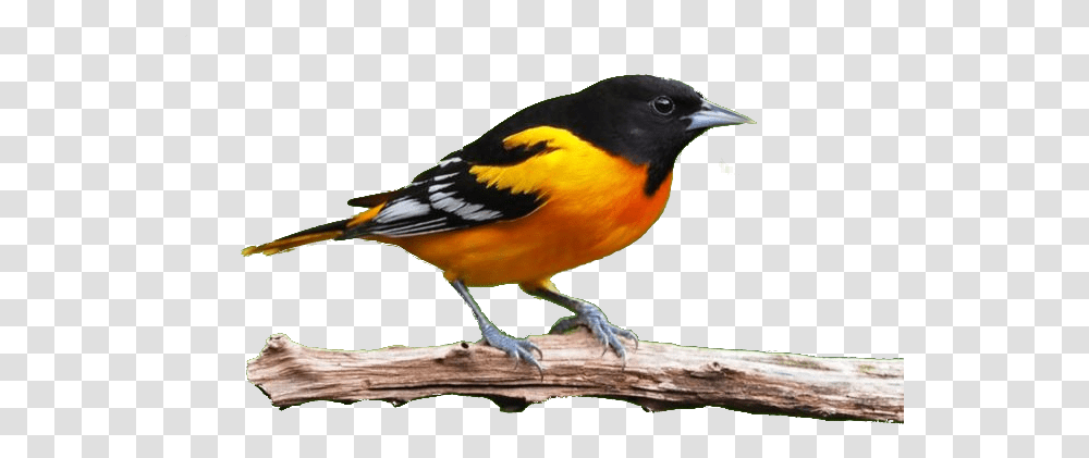 Oriole, Bird, Animal, Finch, Beak Transparent Png