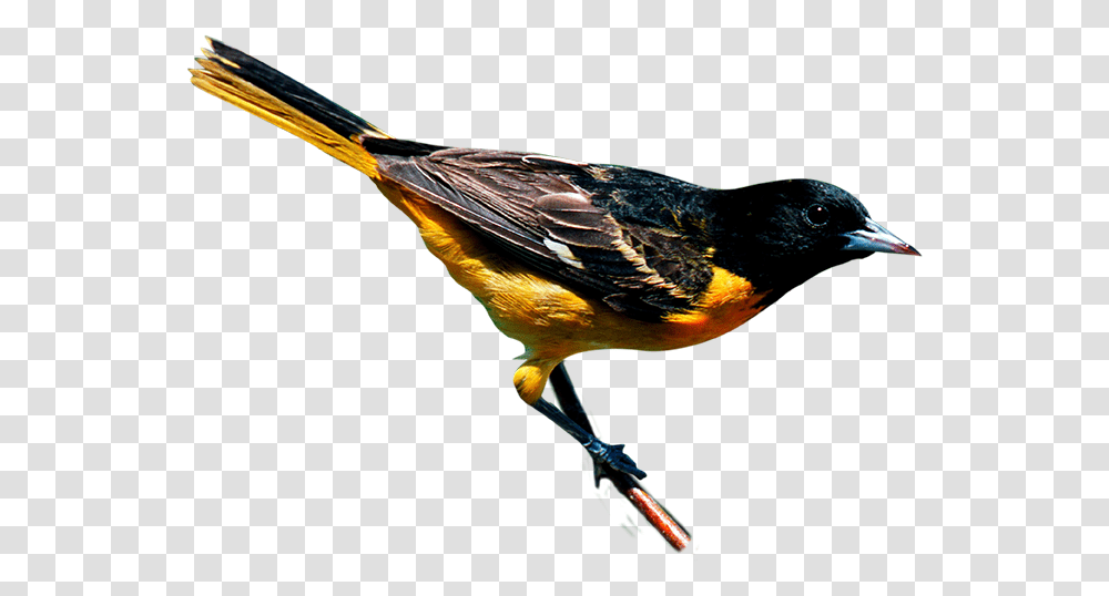 Oriole, Bird, Animal, Finch, Blackbird Transparent Png
