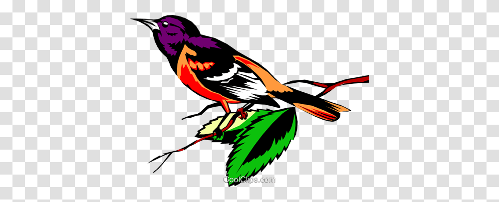 Oriole Royalty Free Vector Clip Art Illustration, Bird, Animal, Blackbird, Agelaius Transparent Png