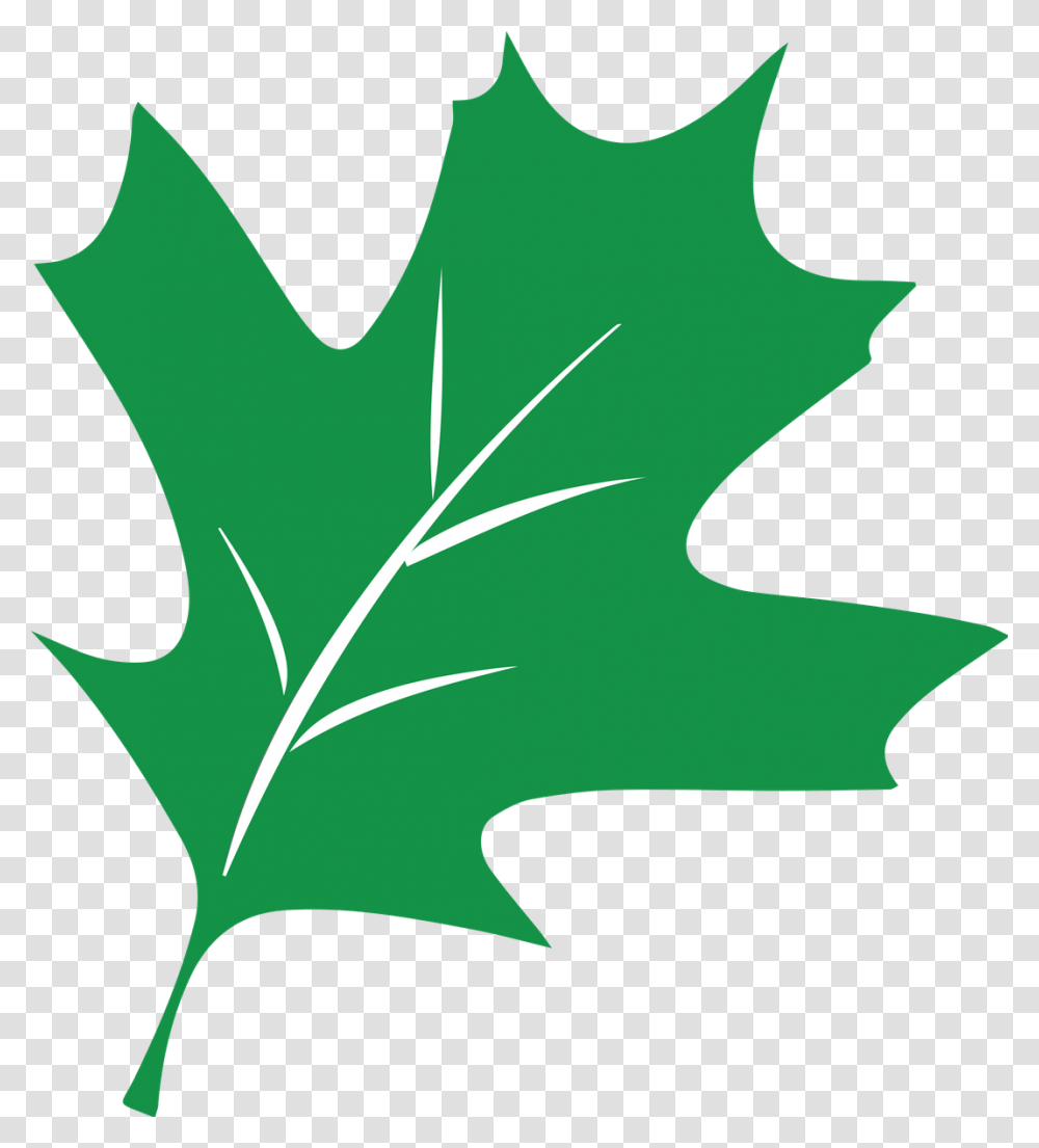Ormond Primary School, Leaf, Plant, Maple Leaf, Person Transparent Png