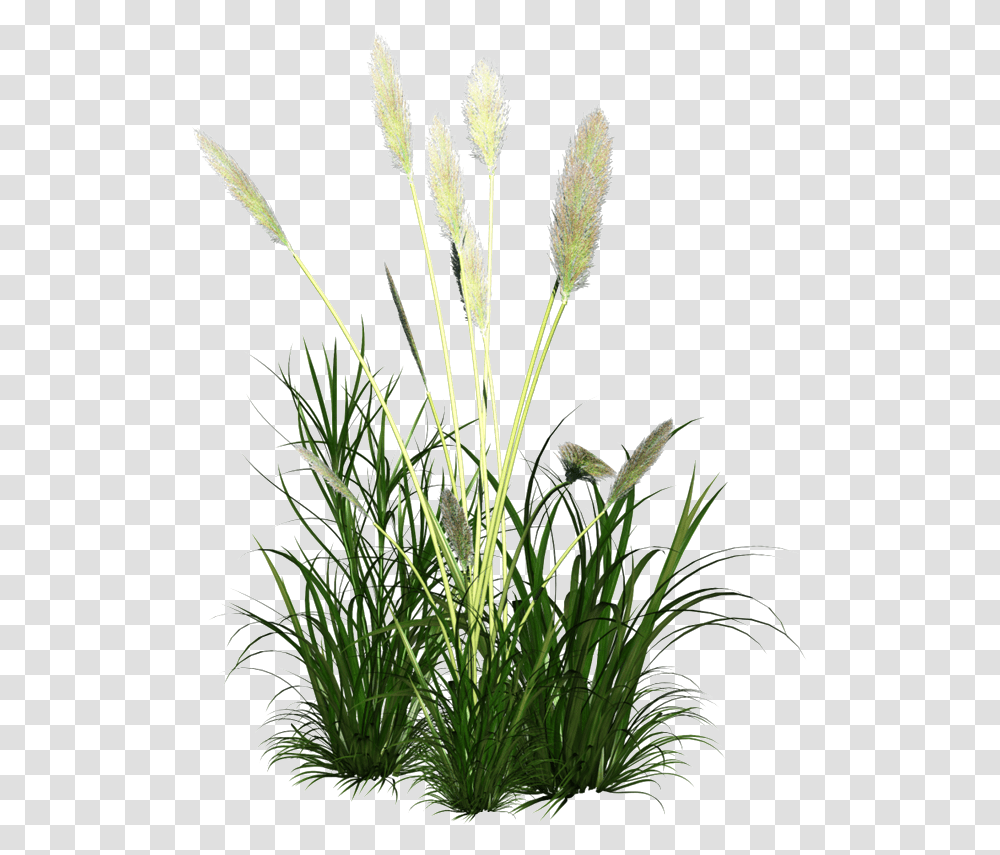 Ornament Grass Reed Icon Free Frame Clipart Cynodon Dactylon Juice, Plant, Flower, Blossom, Lawn Transparent Png