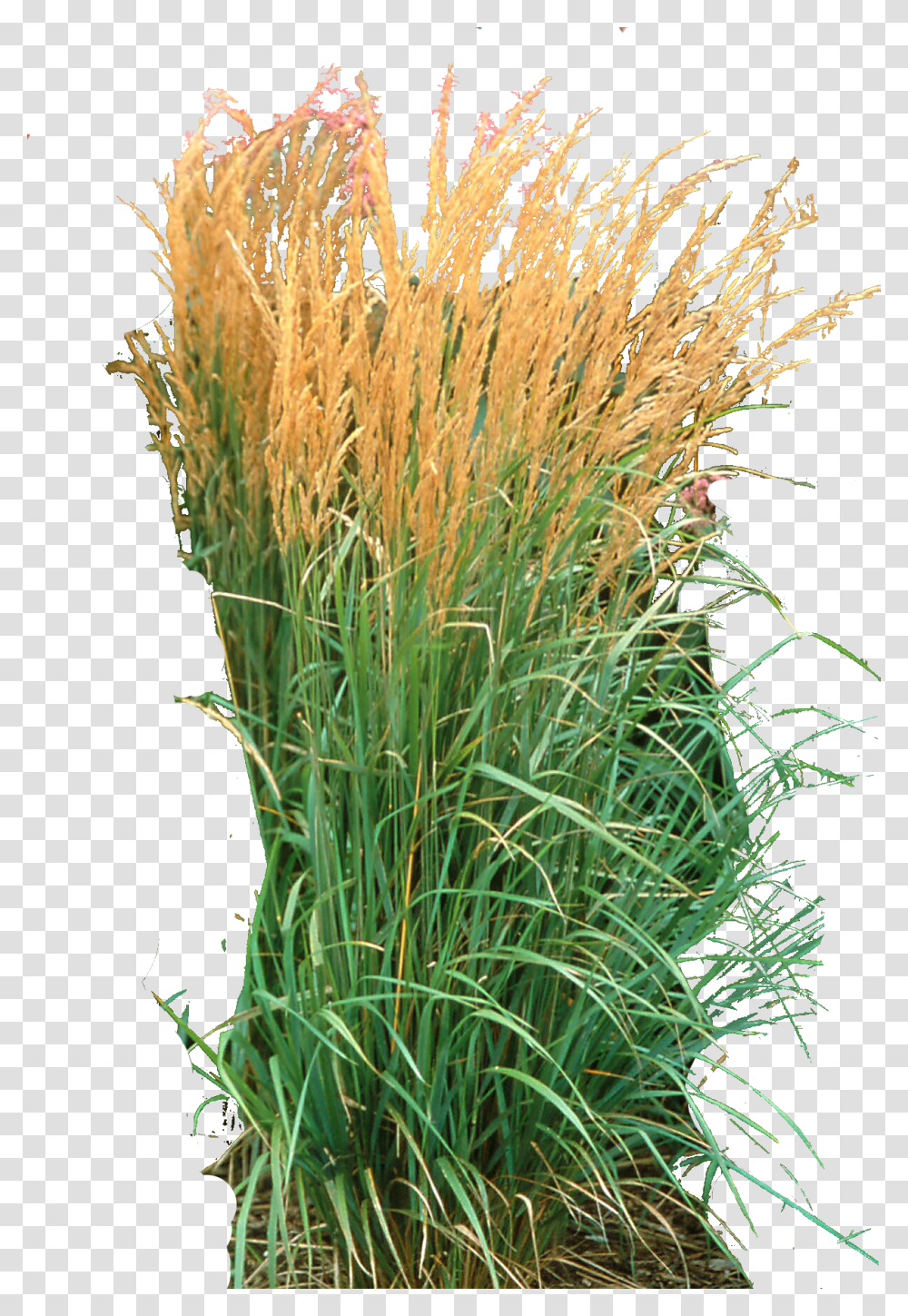 Ornamental Grass Calamagrostis, Plant, Vegetation, Lawn, Reed Transparent Png