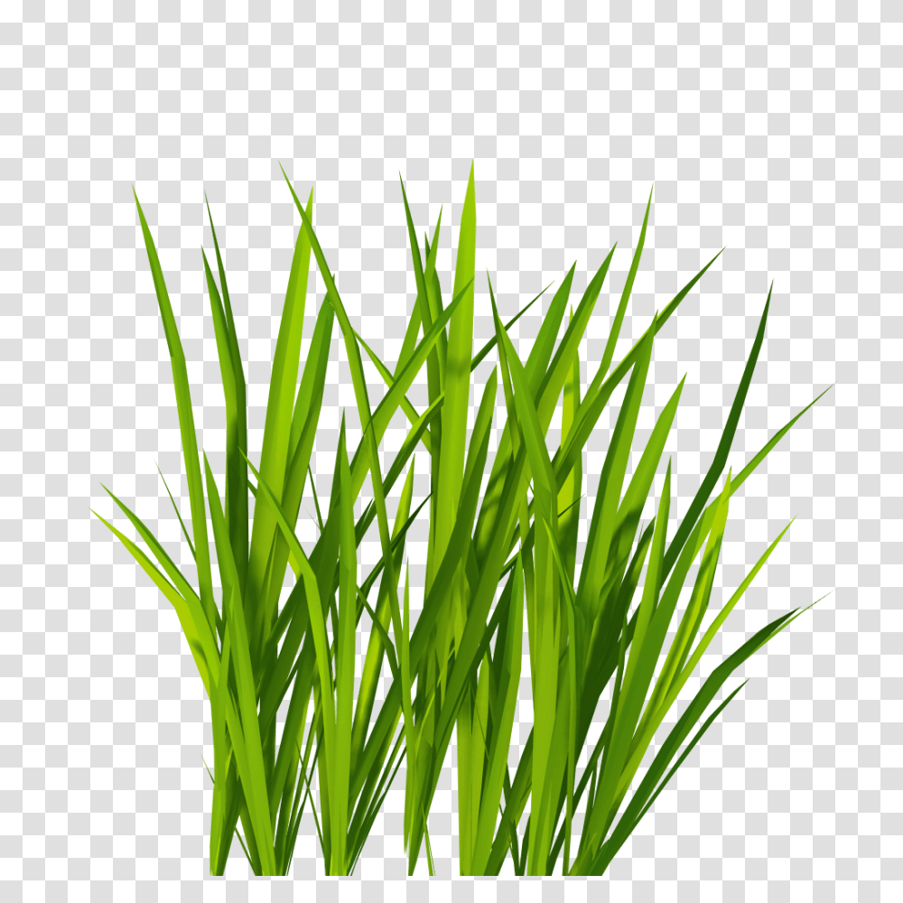 Ornamental Grass Clip Art, Plant, Lawn, Agropyron, Vegetation Transparent Png