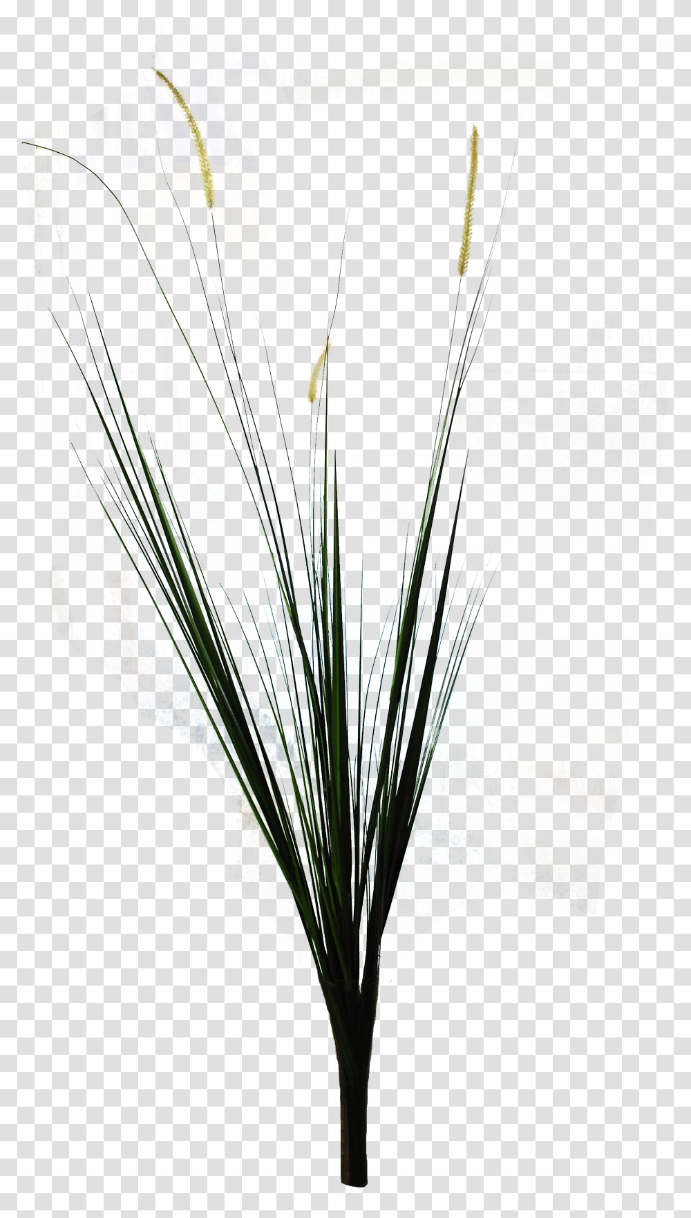 Ornamental Grass Grass, Plant, Glass, Lighting, Flower Arrangement Transparent Png