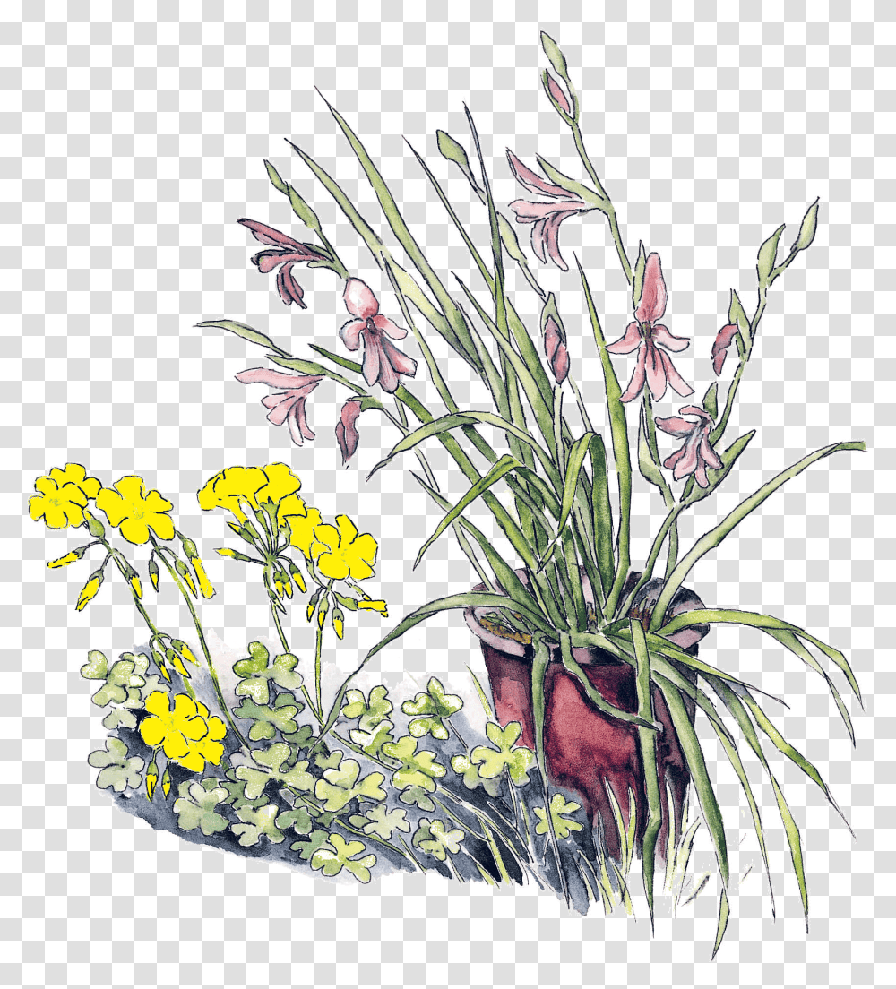 Ornamental Grass, Plant, Floral Design, Pattern Transparent Png