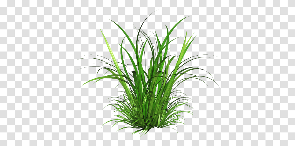 Ornamental Grass, Plant, Vegetation, Flower, Blossom Transparent Png