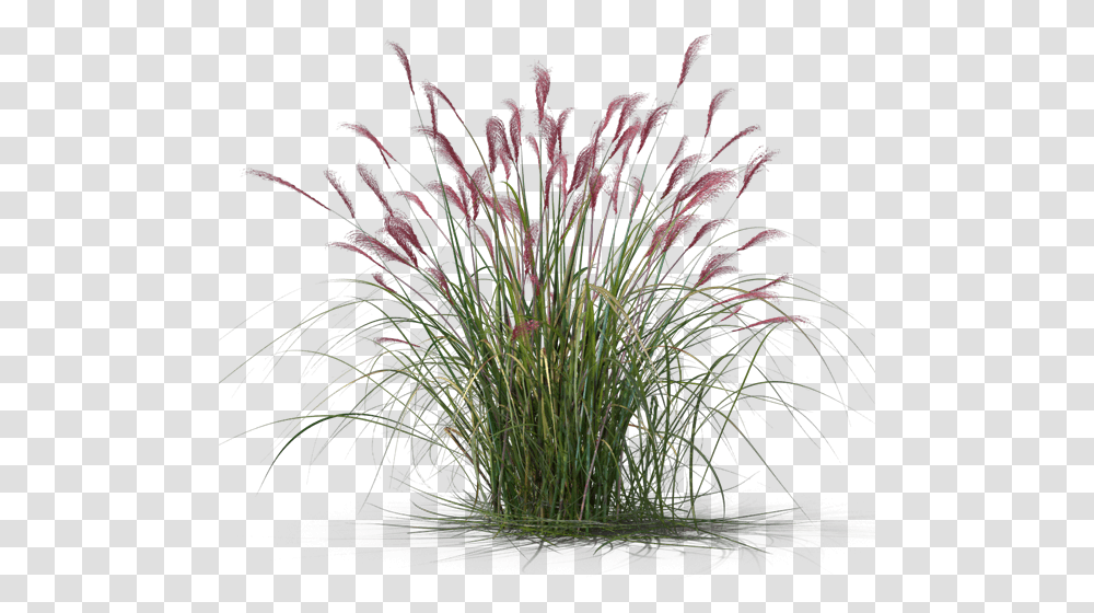 Ornamental Grass, Plant, Vegetation, Lawn, Flower Transparent Png