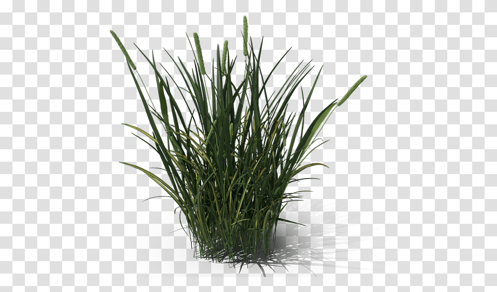 Ornamental Grass Sweet Grass, Plant, Lawn, Agropyron, Vegetation Transparent Png
