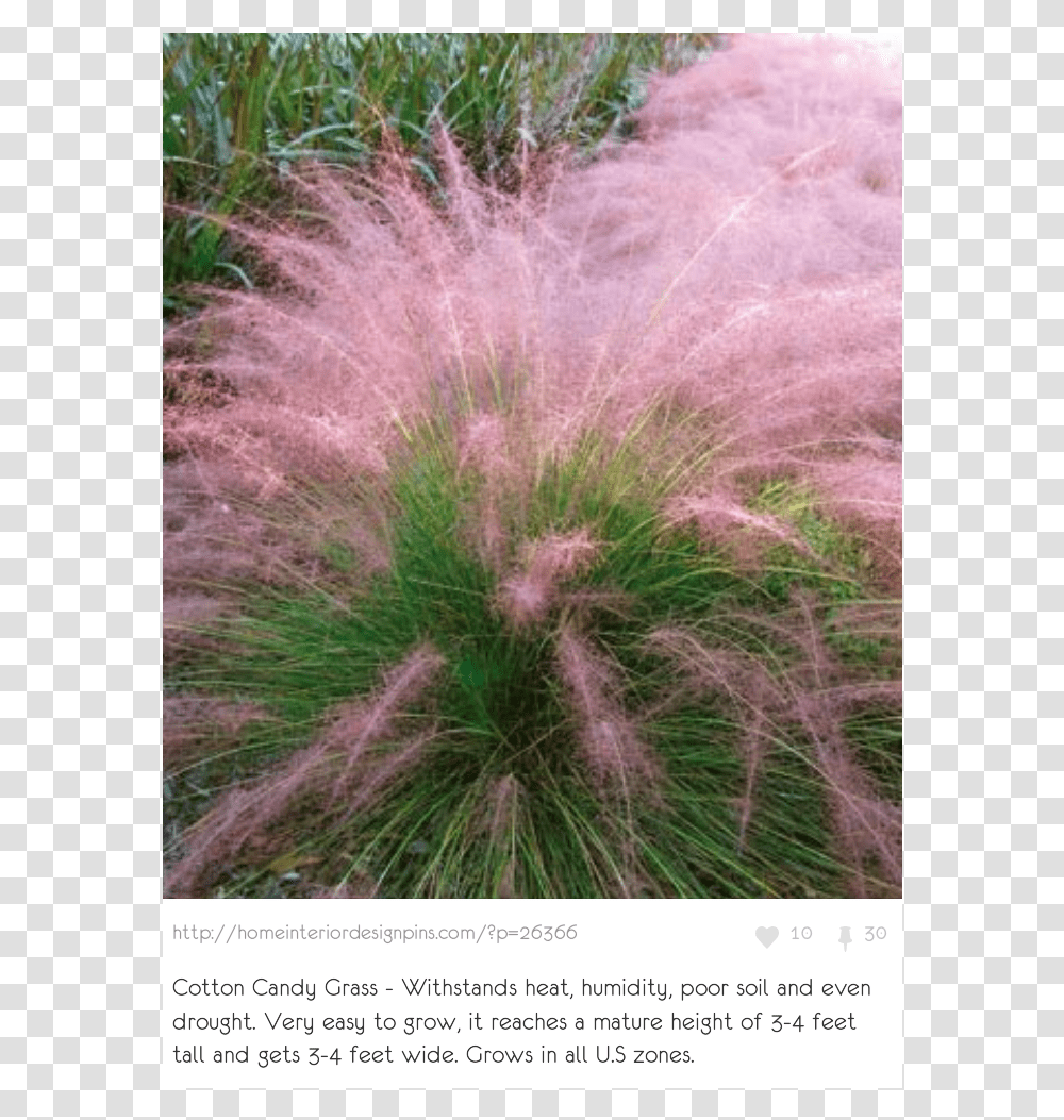 Ornamental Grass Us, Plant, Lawn, Vegetation, Reed Transparent Png