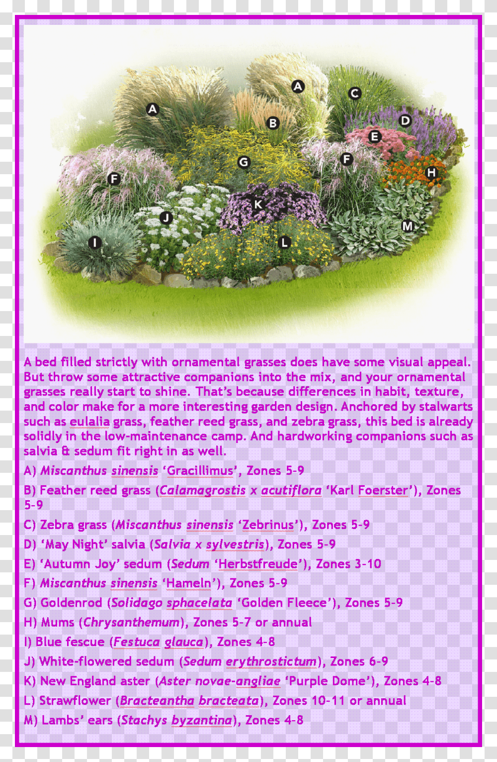 Ornamental Grasses Landscaping Ideas, Rug, Plant, Purple, Bush Transparent Png