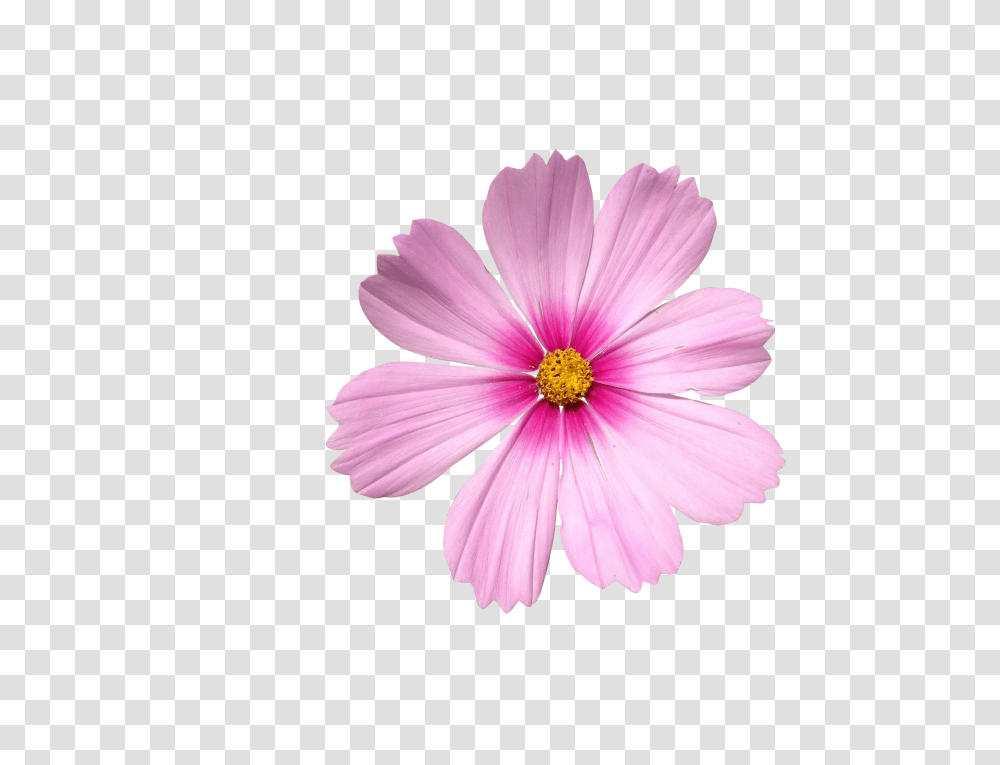 Ornamental Plant Clip, Holiday, Petal, Flower, Daisy Transparent Png