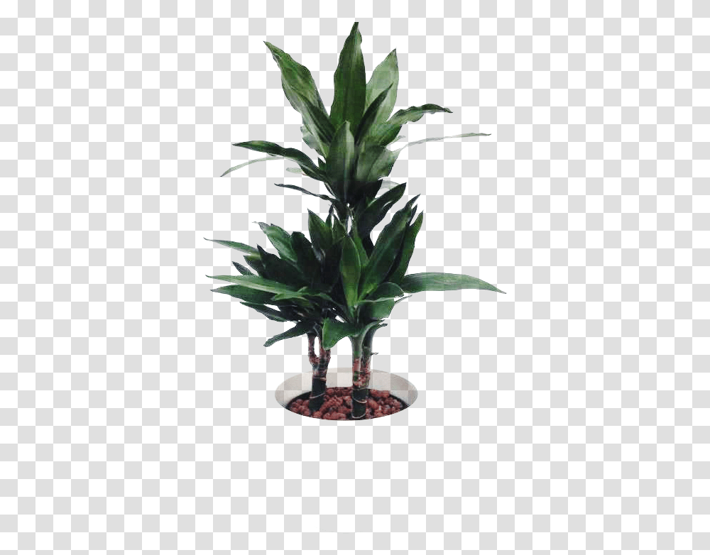 Ornamental Plant, Leaf, Tree, Palm Tree, Arecaceae Transparent Png