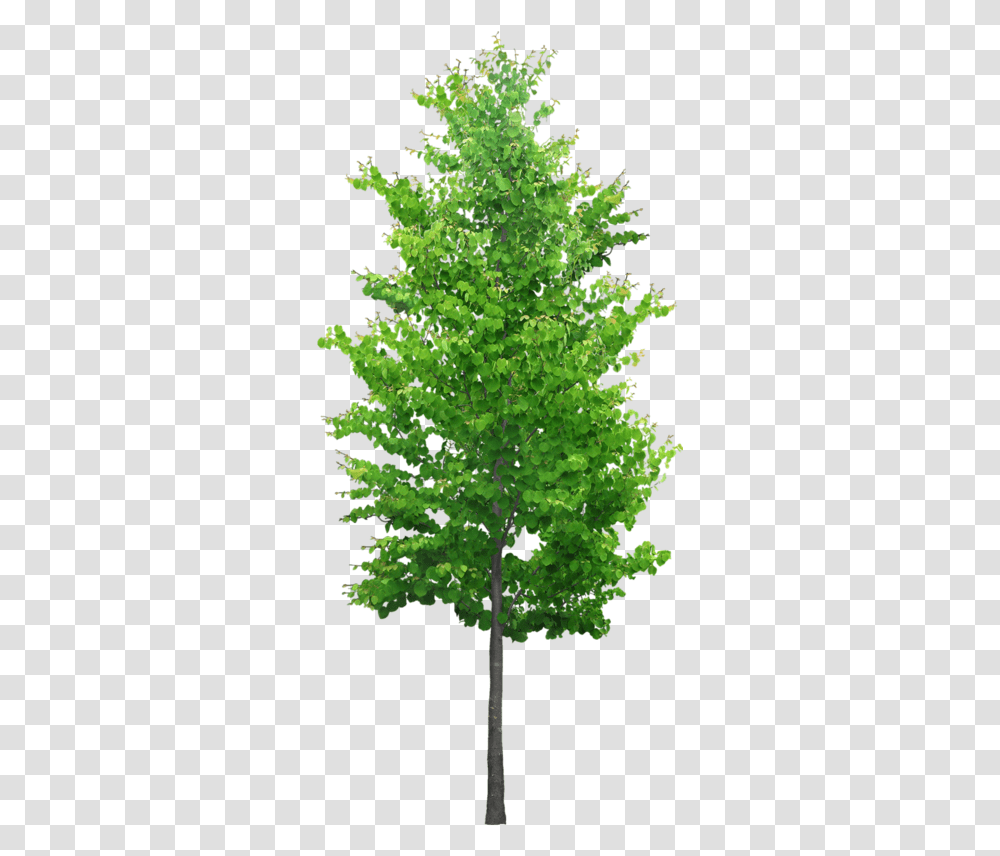 Ornamental Trees, Plant, Maple Transparent Png