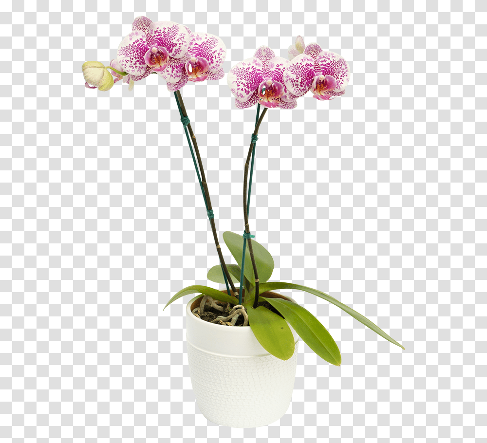 Orquidea Arwen Moth Orchid, Plant, Flower, Blossom, Flower Arrangement Transparent Png