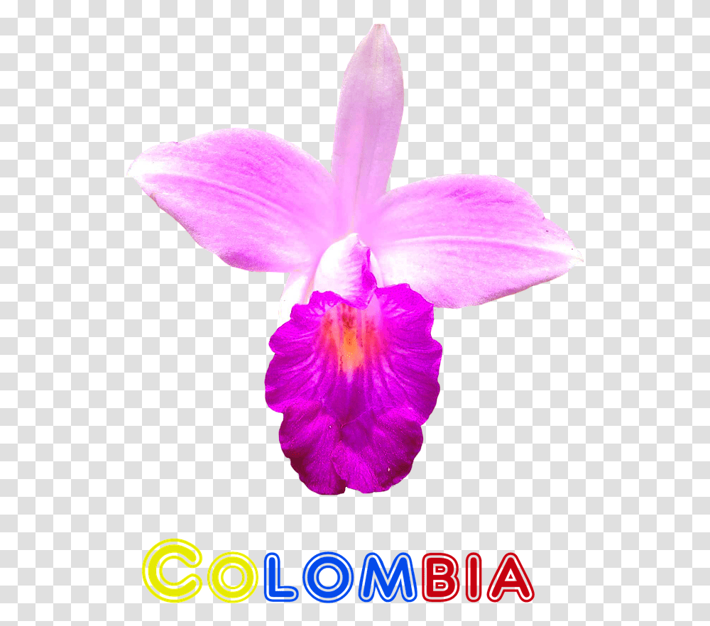 Orquidea De Colombia, Plant, Flower, Blossom, Orchid Transparent Png