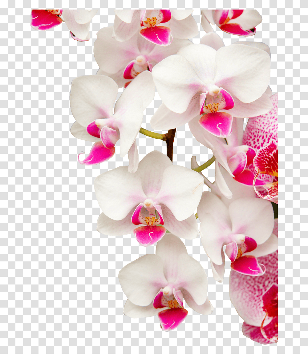 Orquidea Orchids, Plant, Flower, Blossom, Geranium Transparent Png