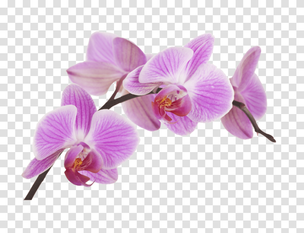 Orquidea Orquideas, Plant, Flower, Blossom, Orchid Transparent Png