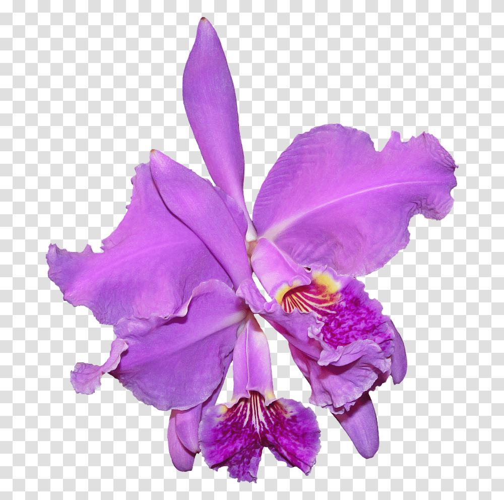 Orquidea, Plant, Iris, Flower, Blossom Transparent Png